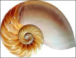 Lorsque l'on approche un coquillage de notre oreille, on ne peroit pas le son de la mer mais la circulation de notre sang dans les vaisseaux, sur le mme rythme que celui des vagues.