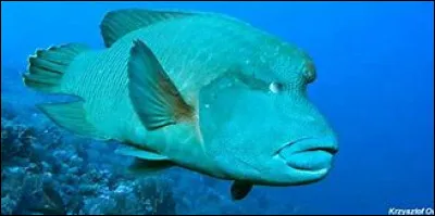 Quel est ce gros poisson marin osseux qui doit son nom à sa bosse en forme de bicorne ?