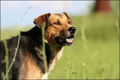 Comment doit-&ecirc;tre la promenade d'un chien selon vous ?