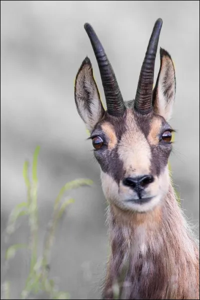 Qu'est-ce qu'une peau de chamois ?