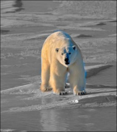 Sous sa belle fourrure blanche, quelle est la couleur de la peau de l'ours polaire ?