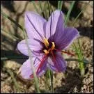 L'arrive des fleurs est aussi soudaine qu'imprvisible. Cela peut durer... . ?