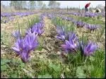 O trouve-t-on des champs de safran ?