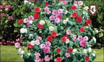 Regardez comme ces fleurs sont jolies, c'est un camélia du Japon.