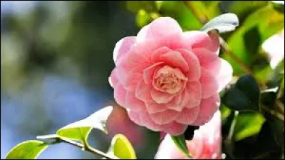 C'est une plante dite de terre de bruyère.