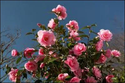 Cette plante est-elle rustique ?