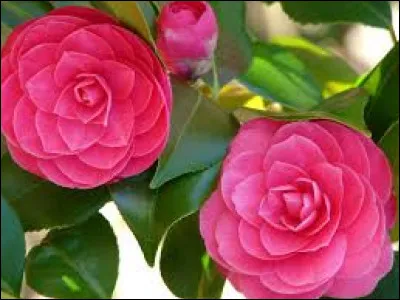 D'où tient-elle son origine ?