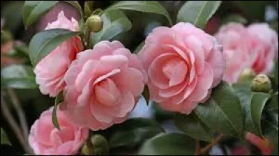 Votre camélia se plaira très bien s'il est placé à l'ombre ou la mi-ombre.