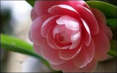 Dans le langage des fleurs, le camellia symbolise la longévité, la fidélité et le bonheur.