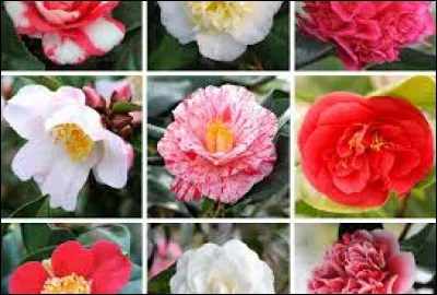 Qui a écrit "La Dame aux camélias" ?