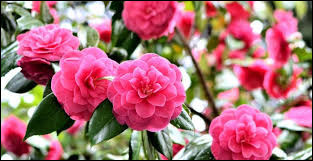 Quiz Fleurs