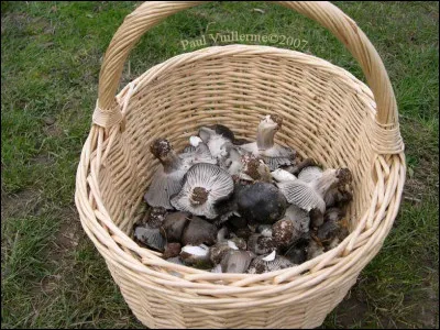 Hippophile, Cloclo et Fozzie ont apporté quelques champignons de printemps pour garnir la viande. Ce sont les premiers, profitons-en !