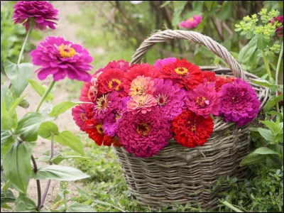 On admire les fleurs que ML, Joc, Cactus et Pth ont apportées à l'occasion de cette fête !