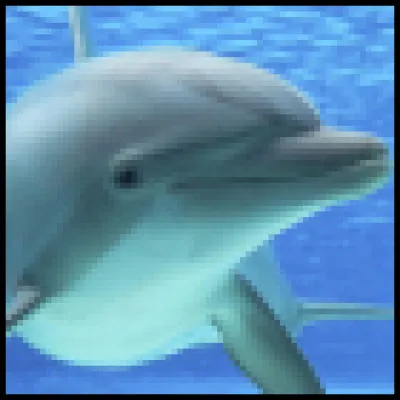 Dauphins - Quelles sont les espèces de dauphins existantes ?