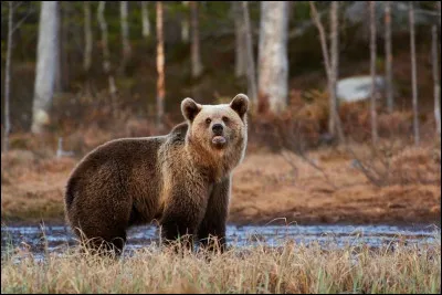 Changeons de thématique et partons à la quête des grands prédateurs de ce pays. Impossible de le visiter sans avoir essayé le concept de « safaris nordiques ». Quel animal les agences vous promettent la rencontre dans ces safaris (v. photographie) ?