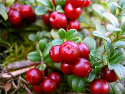 Comment appelle-t-on ce type d'aliment très bon pour la santé et qui est en vogue actuellement ?