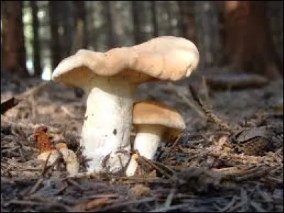 Le champignon pied-de-mouton est-il comestible ?