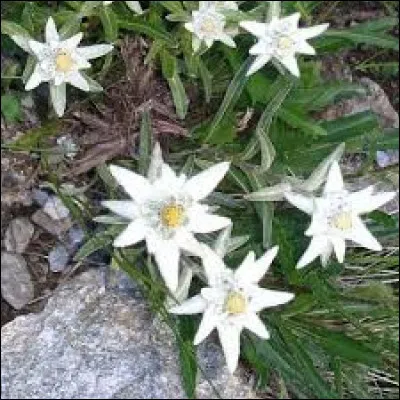 Quelle fleur peut être appelée "pied-de-lion" ?