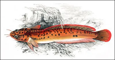 Ce poisson est-il une mortadelle ?