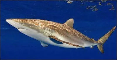 Ce poisson est-il un requin-tigre ?