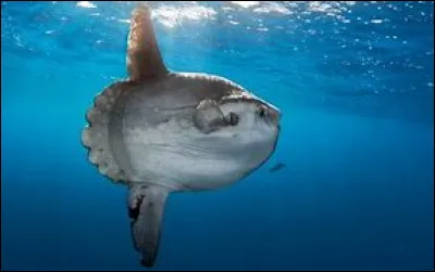 Ce poisson d'une tonne est-il un poisson-soleil ?