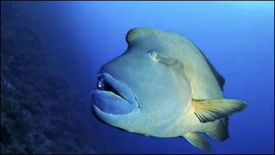 Ce poisson osseux avec une bosse en forme de bicorne est-il un napol&eacute;on ?