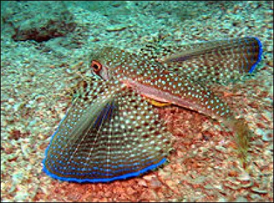 Ce poisson est-il un grondin volant ?