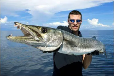 Ce poisson est-il un barracuda ?