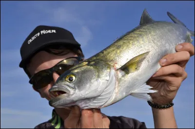 Ce poisson de la M&eacute;diterran&eacute;e est-il un pyracantha ?