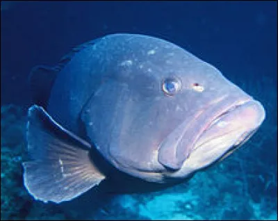 Ce poisson est-il un m&eacute;rou ?