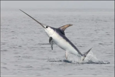 Ce poisson est-il un &eacute;perlan ?