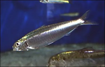 Ce poisson est-il une sardine ?