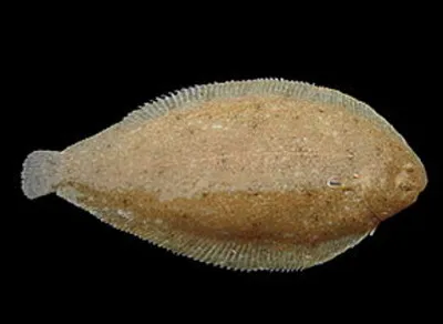 Ce poisson est-il une plie ?