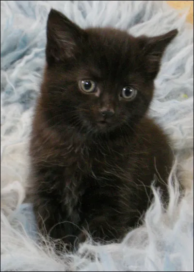 Que signifie le noir ?