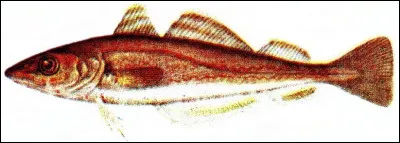 Saint Louis est le patron du Dioc&egrave;se aux arm&eacute;es. De quel m&eacute;tier est-il aussi le Saint-patron ?