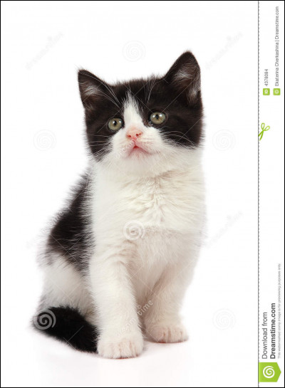 Quel est le nom de chaton d'Étoile Filante ?