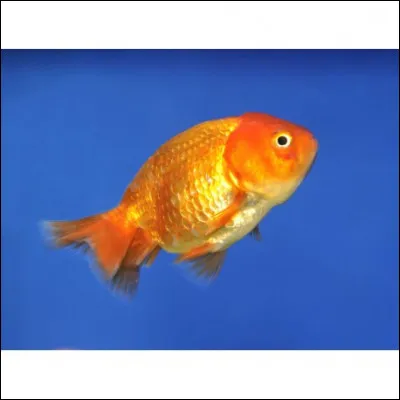 Un être vivant se nourrissant exclusivement de poissons se dit...