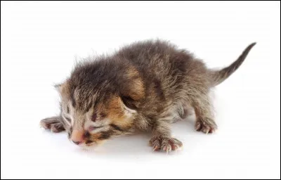 Comment est la croissance du chat ?