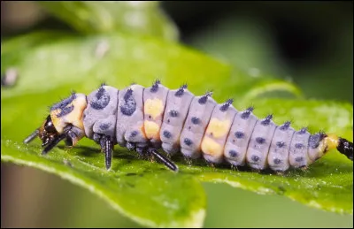 Comment est la croissance de la coccinelle ?