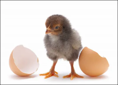 Comment est la croissance de la poule ?