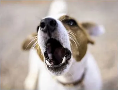 Quel aboiement aimerais-tu avoir ?