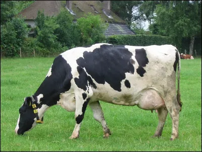 Non, les vaches tudesques n'ont pas de plaque minéralogique... Mais l'une des races bovines les plus prolifiques porte bien le nom d'un duché allemand : lequel ?