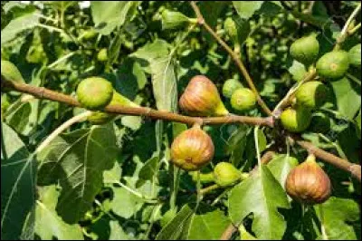 À quel âge le figuier atteint-il sa pleine production ?