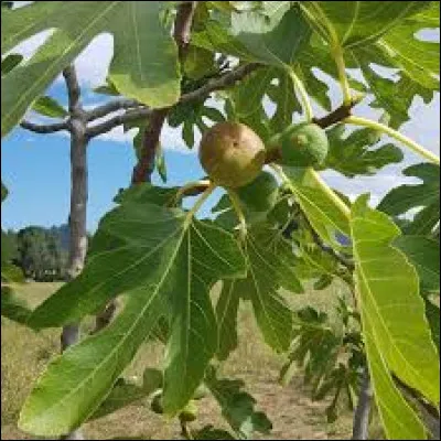 D'où est originaire le ficus carica ?