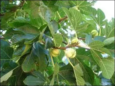 Les feuilles d'un figuier sont :