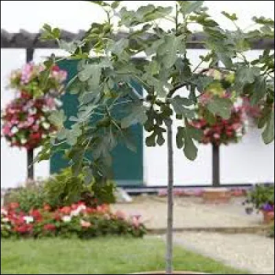 Jusqu'à combien peut-il monter ?