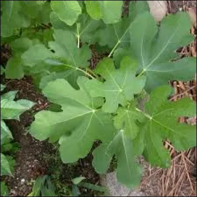 Le figuier supporte-il la proximité des autres végétaux ?