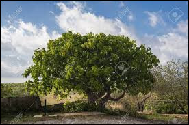 Quiz Arbres