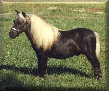 Quelle est cette race ?