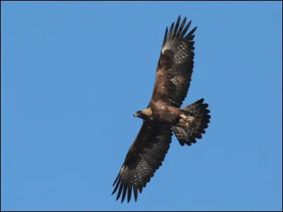 Dans : "Le Pic de la fortune", Donald ramasse :